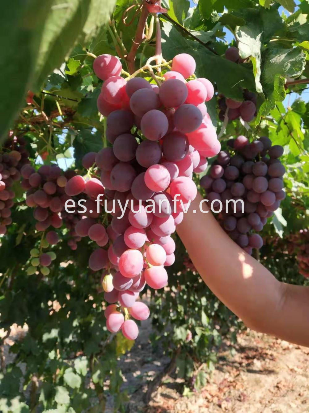 Xinjiang Red Grapes